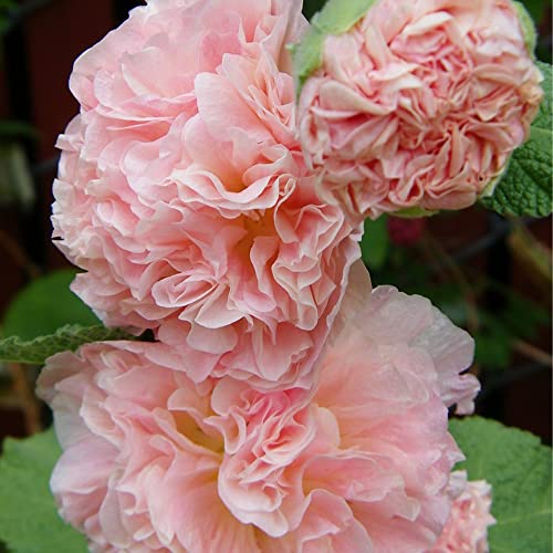 Qauzuy Garden- 75+ Seeds Apricot Peach Parfait Hollyhock Seeds, Striking Flower For Garden, Outdoor And Indoor,Hardy, Easy To Grow #TOP3