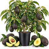 HASS Avocado Tree Live Plant, Hardy Avocado Plant, 1-2 Ft Tall