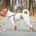SCENEREAL Anti Slip Dog Socks for Hot/Cold Pavement, Double Sides Slip Anti Dog Boots & Paw Protectors to Prevent Licking Paws,Fall Thangsgaving Non Twist Senior Dogs Socks for Hardwood Floors