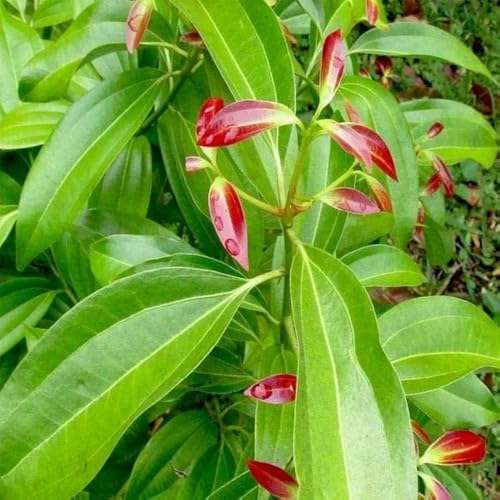 Tej Patta Plant Live – Aromatic Bay Leaf Herb Plant - for Cooking & Home Garden | Set of 1 Without Pot