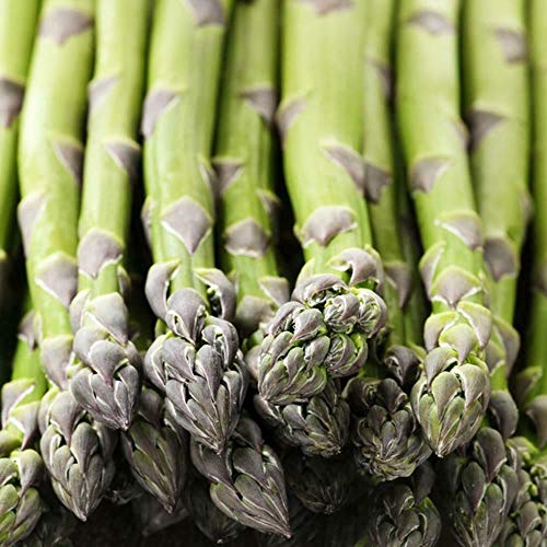 Asparagus Mary Washington 15+ Seeds Heirloom Vegetable Garden Plant Perennial