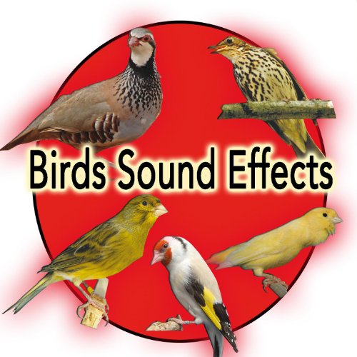 Birds and Nature Sound Effects Partridge, Spanish Timbrado Canary