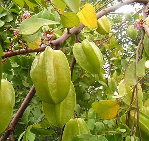 Mphmi Star Fruit (Carambola/Averrhoa Carambola) Healthy Live Plant