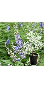 Amazon.co.jp: ラベンダー 苗 レースラベンダー 香る 四季咲き性 2個