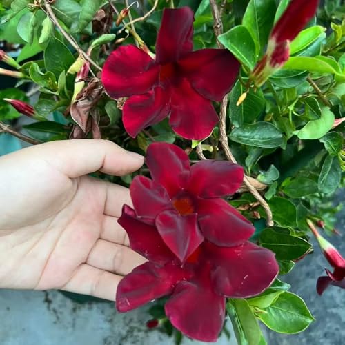 semillas de dipladenia trepadoras resistentes semillas de dipladenia balcón semilla prado silvestres perenne, Jardín Prado 200pcs