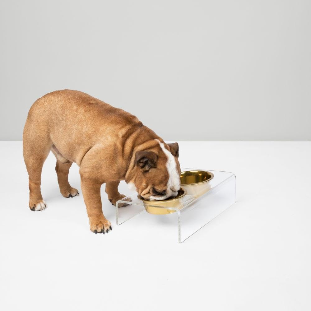 Hiddin Double Slanted Elevated Dog Bowl Stand for Medium Dogs, All Breeds, Clear Acrylic 4 to 5 Inches Raised Dog Bowl Stand with Two Gold Stainless Steel Bowls for Food and Water - 3.5 Cups Each Dish