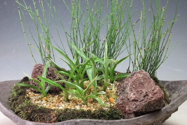 Amazon.co.jp: 山野草 サギソウ（10球）の寄せ植え（大） 2023夏開花
