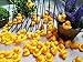 SOHAPY 100Pcs Mini Yellow Rubber Ducks Tiny Baby Shower Rubber Ducks, Squeak Fun Baby Yellow Rubber Bath Toy Float Fun Decorations for Shower Birthday Party Favors Cupcake Carnival Game Gift (100Pcs)