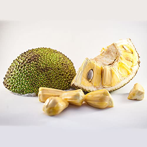 50 jaca fresca Semillas de jaca Semillas orgánicas Serie de plantas raras - árboles frutales enanos árboles frutales comprar frutas en espaldera frutas semillas de frutas