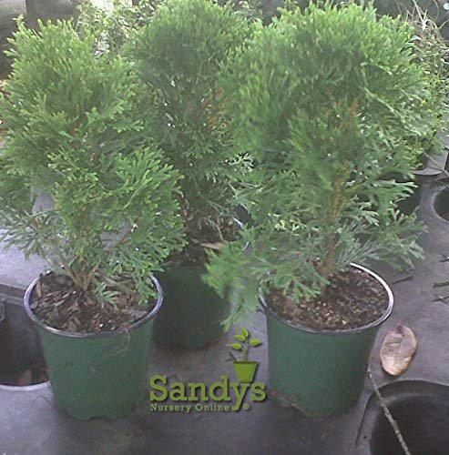 Sandys Nursery Online Thuja Evergreen Shrub, Emerald Green Arborvitae, 4