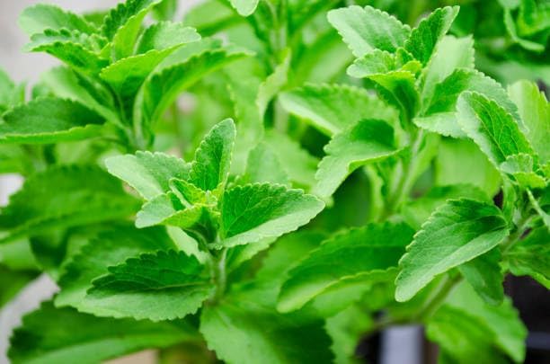 Image of Live Stevia Plant Seeds,Natural Sugar-Free Sweetener Herb, Easy-to-Grow Medicinal Plant for Home Garden, 1 Pack