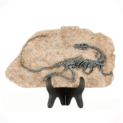 Image of 1st Heaven Resin Dinosaur Fossil Sculpture - Realistic Dinosaur Skeleton for Desk & Wall Display, Prehistoric Jurassic-Era Dino Decor, Unique Gift for Dino Lovers & Home Decor (Dromaeosaurus)