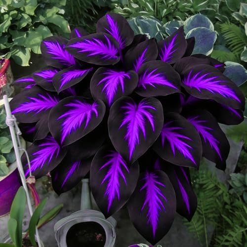 Mixrug Mix Hosta Seeds for Planting, 280+pcs Rare Perennial Hosta Flower Seeds Plants, Non-GMO Heirloom Long Blooming Shaded Entry Pathway Flowers for Garden Outdoors - 5