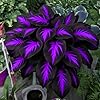 Mixrug Mix Hosta Seeds for Planting, 280+pcs Rare Perennial Hosta Flower Seeds Plants, Non-GMO Heirloom Long Blooming Shaded Entry Pathway Flowers for Garden Outdoors #5