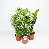 interflora code promo livraison Adecuado para la oficina o en casa, requiere muy poco mantenimiento