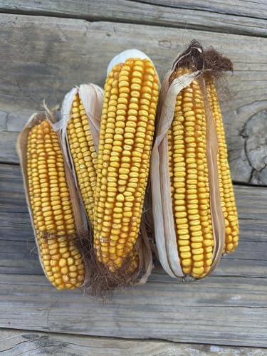 SINGLE A CORN Dried Corn on The Cob, 11 Pounds, Wildlife Squirrel Food, Natural Whole Cobs