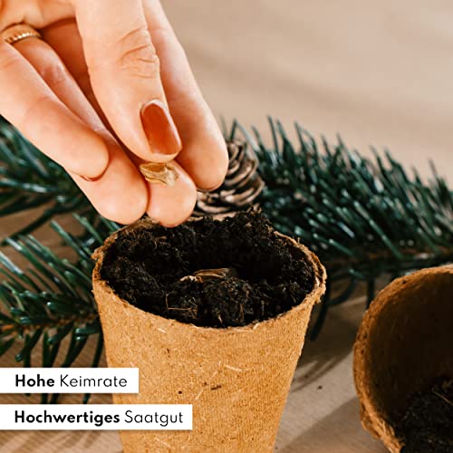 Nordmanntanne zum Pflanzen - Weihnachtsbaum Samen für dein Christbaum 2029 - Tannensamen als Adventskalender Füllung, Kleinigkeit zu Weihnachten oder Wichtelgeschenk für Frauen und Männer