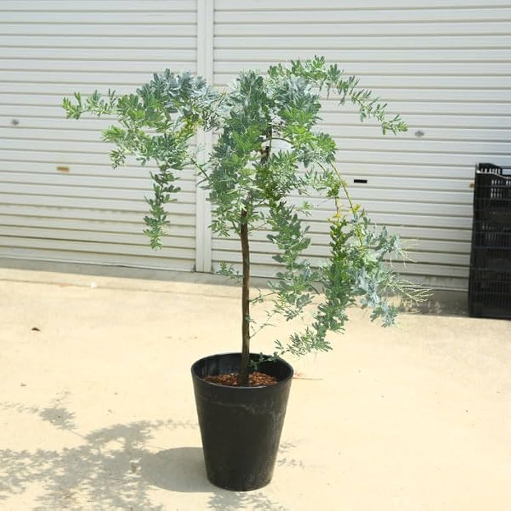 Amazon.co.jp: 現品庭木 植木：銀葉アカシア ミモザ 現品限り