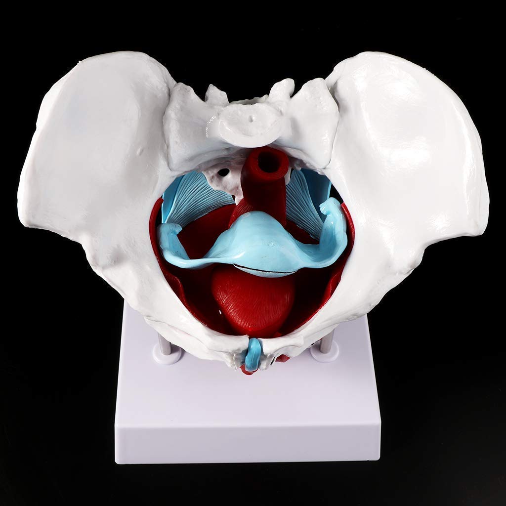 Anatomia Anatomia, Żeński Model Miednicy Mięsień Dna Miednicy, Mięsień Jajnika Mięśni Macicy Macicy Macicy Do Nauczania Zasobów Do Nauczania