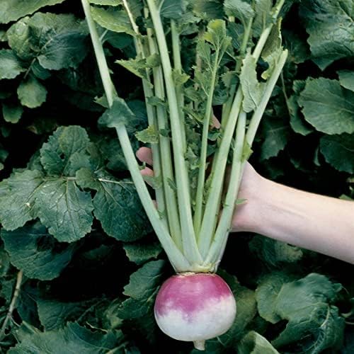 Miniatura 5 de Park Seed s White Lady - Semillas de nabo híbridas, paquete de 600