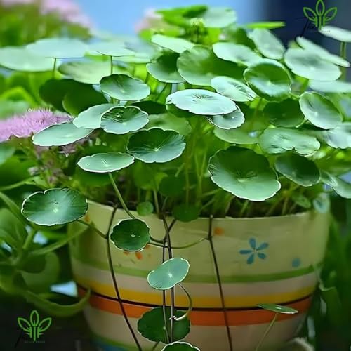Image of Live Chinese Money Plant with Pot | Pilea Peperomioides UFO Pennywort Feng Shui Lucky Plant | Air Purifying Indoor Plant for Office Desk Living Room Balcony Home Decor | Pack of 1
