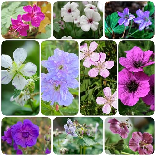 semi di geranio, giardino da interno comprare il becco gru balcone giardino selvatici da balcone orto per orto 400pcs