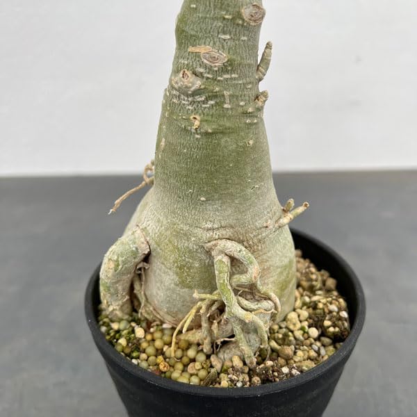 Amazon.co.jp: アデニウム：オベスム サイアムローラ（斑入り）4号