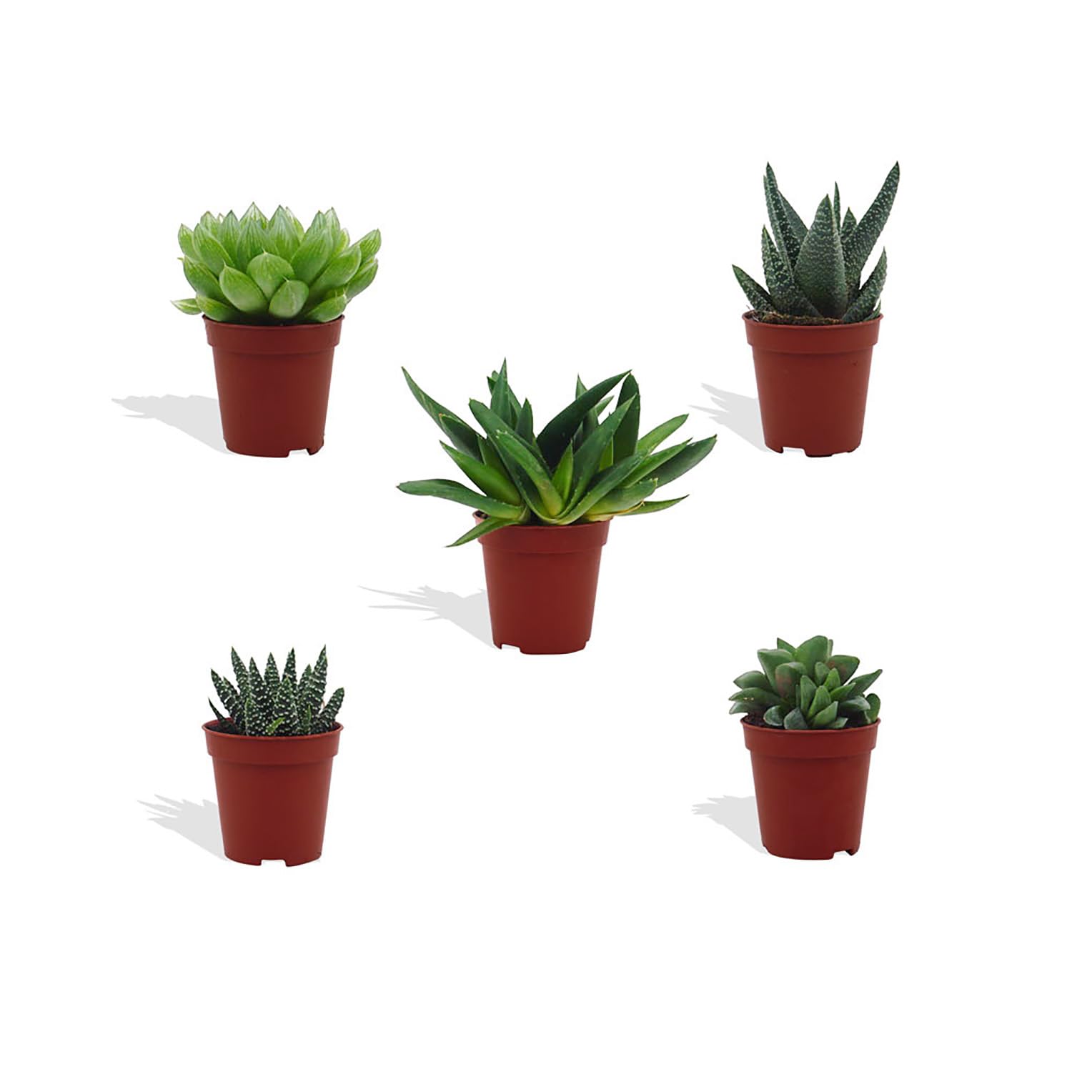 Haworthia Mix 5 Stück Verschiedene Mini-Sukkulenten - Topf 5,5 cm - Asphodeloideae Sukkulent Kleine Pflanzen Sammlung Pflegeleichte Zimmerpflanzen - Höhe 8-15 cm