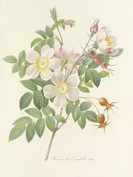 Choix des plus belles fleurs pl 098 1827 Poster Print by Pierre Joseph Redoute 18 x 24