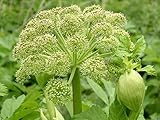 Garden Angelica Seeds, a.K.a Holy Ghost, Wild Celery - Culinary,Medicinal Herb !(200 Seeds)