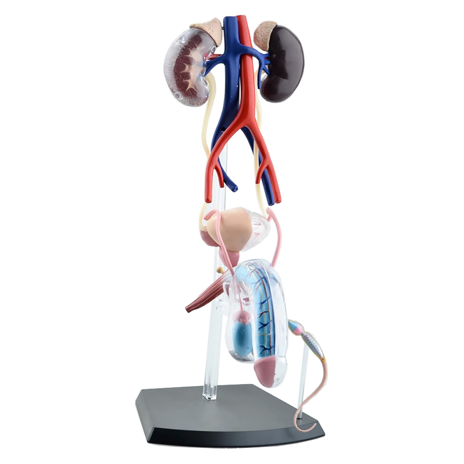 Buy Male Reproductive System, 4D Human Body Organ Anatomical Anatomy