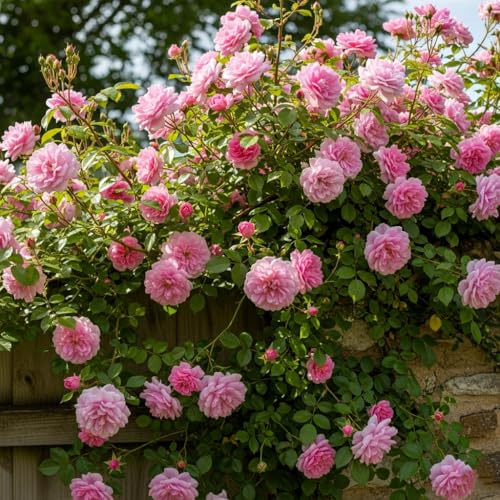 Image of Climbing Rose Hybrid Seeds Pack - Large Flowers- 70 Easy-to-Grow Seeds for Vibrant Blooms, Suitable for All Indian Climates (MATE PINK)