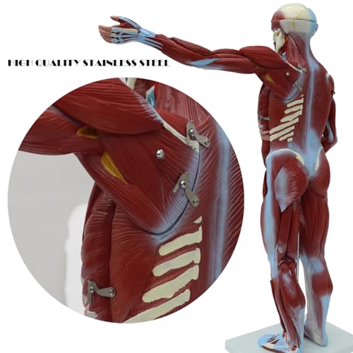 Image of Anatomical Human Muscular Figure Model with 27 Removable Parts Human Muscle Organ Model Training Manikin Model with 27 Parts for Teaching 31.5'' Tall,1 /2 lifesize