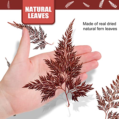 Hojas de helecho secas prensadas naturales, 42 piezas miniatura 2