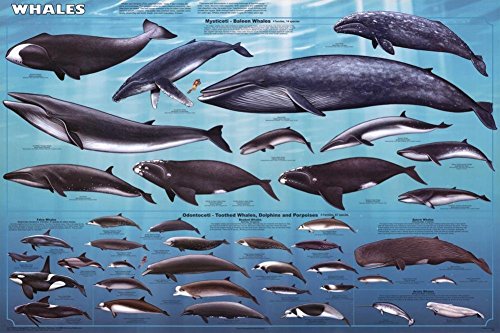 Feenixx Laminated Whales Educational Chart Poster 24x36