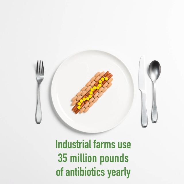 6 Applegate+Organic+Muenster+Cheese+Slices