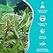 CANTON AQUATICS Hygrophila Corymbosa VAR. N - Fast Growing - Aquascaping Plants - Background Positioning - All Natural & Organic Aquatic Plant - Long Lasting & Easy to Care - Bunch