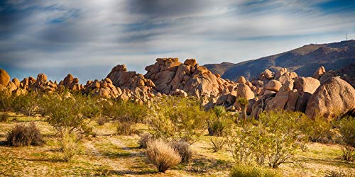 YongFoto Polyester Joshua Tree National Park Photography Background Stones Valley Cactus Shrub Bush Desert Sand Land Backdrop for Photoshoot Wild West