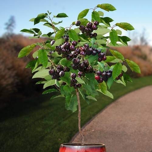 Royal Paradise Garden rare Dwarf Black Cherry Fruit Container Grown Cherry Seeds for Growing (10 Seeds Pack) (B07H38SJNG) Amazon Price History, Amazon Price Tracker