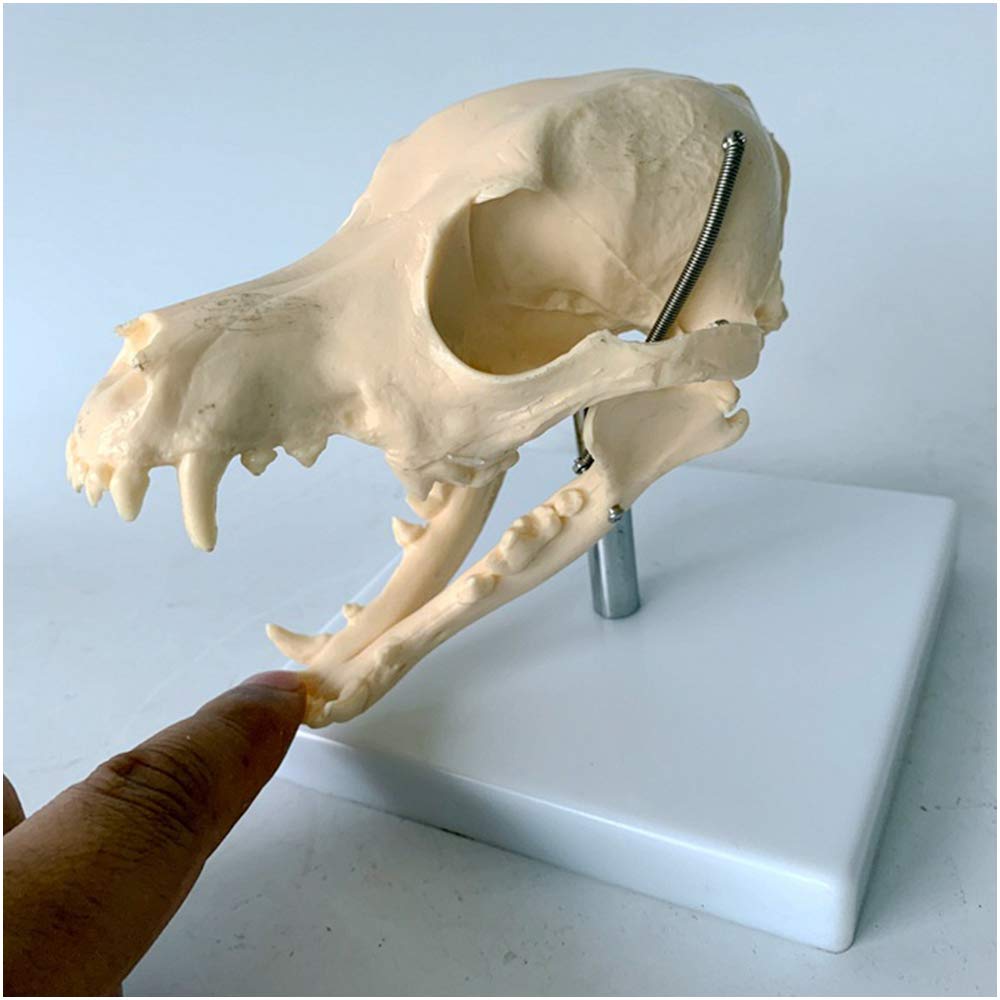 Sjdopulse A Dog Skull Head Model - Educational Model Canine Dog Skull Model - Nimal Skull Dog Head Natural Bone Natomical Model - For Science Classroom Teaching Medical Model (A)