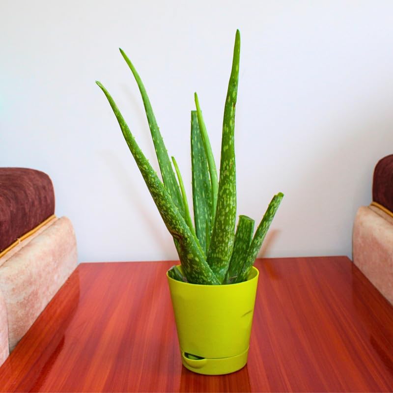 Live Aloe Vera Plant | Aloe barbadensis miller | Medicinal & Air-Purifying Plant for Home & Balcony – Low Maintenance Succulent || With Self Watering Pot-image-13