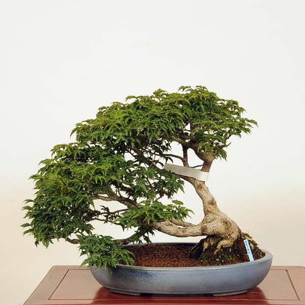 Amazon.co.jp: 盆栽：獅子頭もみじ 現品*シシガシラモミジ 紅葉 雑木