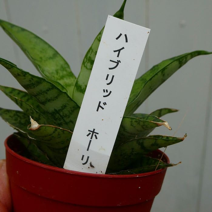 Amazon｜サンスベリア ハイブリッドホーリ 2.5号 観葉植物