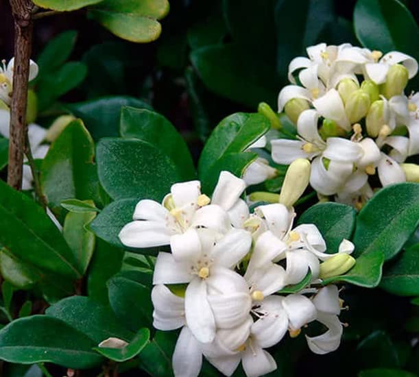 See full amazon price history chart for Murraya Paniculata - Orange Jasmine - Extremely Fragrant Flowers jocad - 5 Seeds Murraya Paniculata - Orange Jasmine - Extremely Fragrant Flowers jocad - 5 Seeds (B0BQDLFLG5) Amazon Price History, Amazon Price Tracker