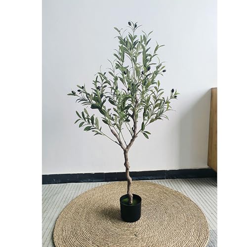 オリーブの木　植木　観葉植物 観葉植物 オリーブ 8号 コロネイキ ラッシュバスケット 付き