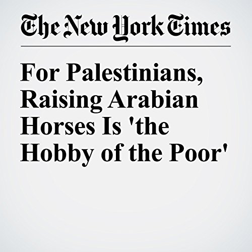 For Palestinians, Raising Arabian Horses Is 'the Hobby of the Poor' cover art