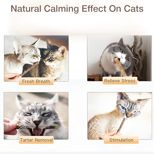Image of 10PCS Natural Silvervine Sticks | Matatabi Catnip Dental Sticks Cat | Indoor Chew Toys | Wooden Engaging Stick for Teeth Cleaning | Edible Kitty Toys | Teeth Molar Tool | Cat Treat Toy