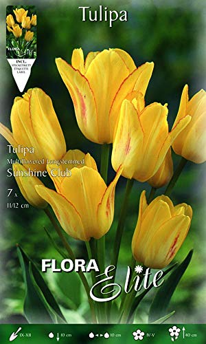 TULIPANO MULTIFIORI SUNSHINE CLUB CONFEZIONE DA 7 BULBI AUTUNNALI BULBS BULBES