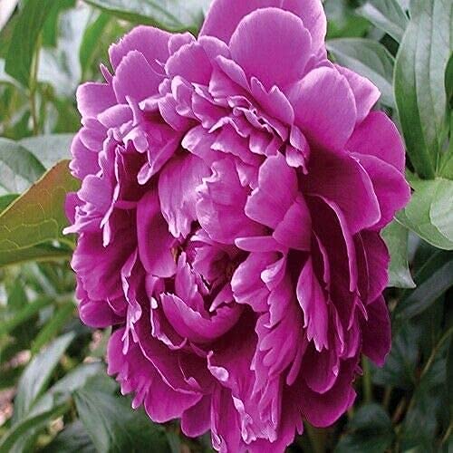 Peony Purple Flower Seeds (Papaver Paeoniflorum) Jocad (100 Seeds) #TOP1