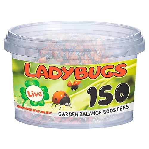 150 Ladybugs Live for Garden - Hippodamia Convergens - Live Lady Bugs in a Container (150)